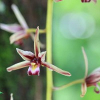 Cymbidium aloifolium (L.) Sw.